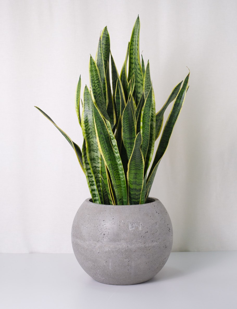 Сансевиерия Ханни композиции