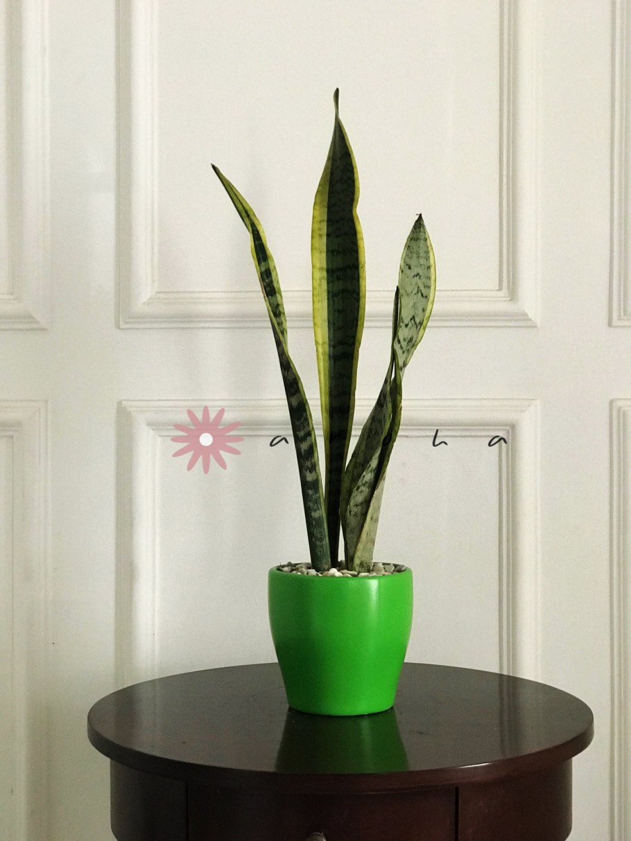 Сансевьера в кашпо