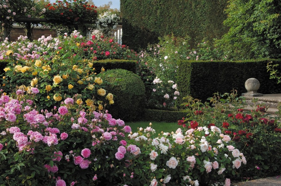 Rose Arbor