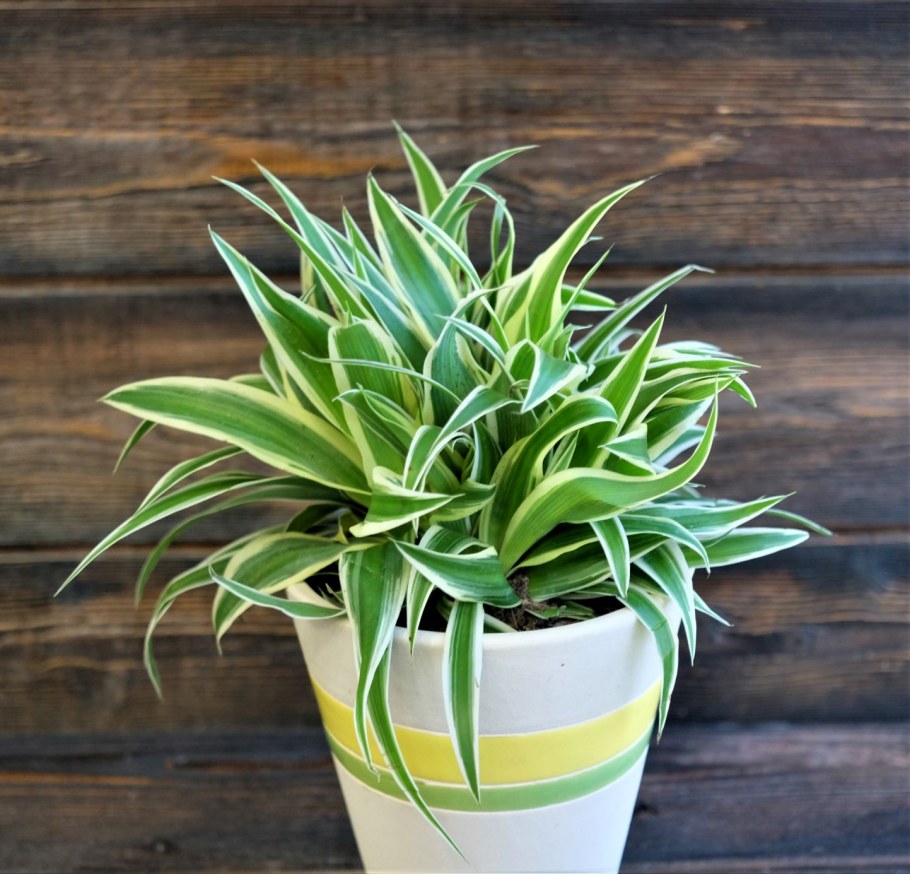 Хлорофитум Айриш