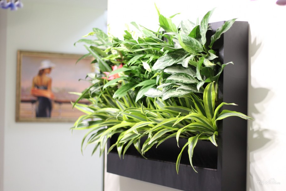 Хлорофитум Вильбур циссус Амазоника