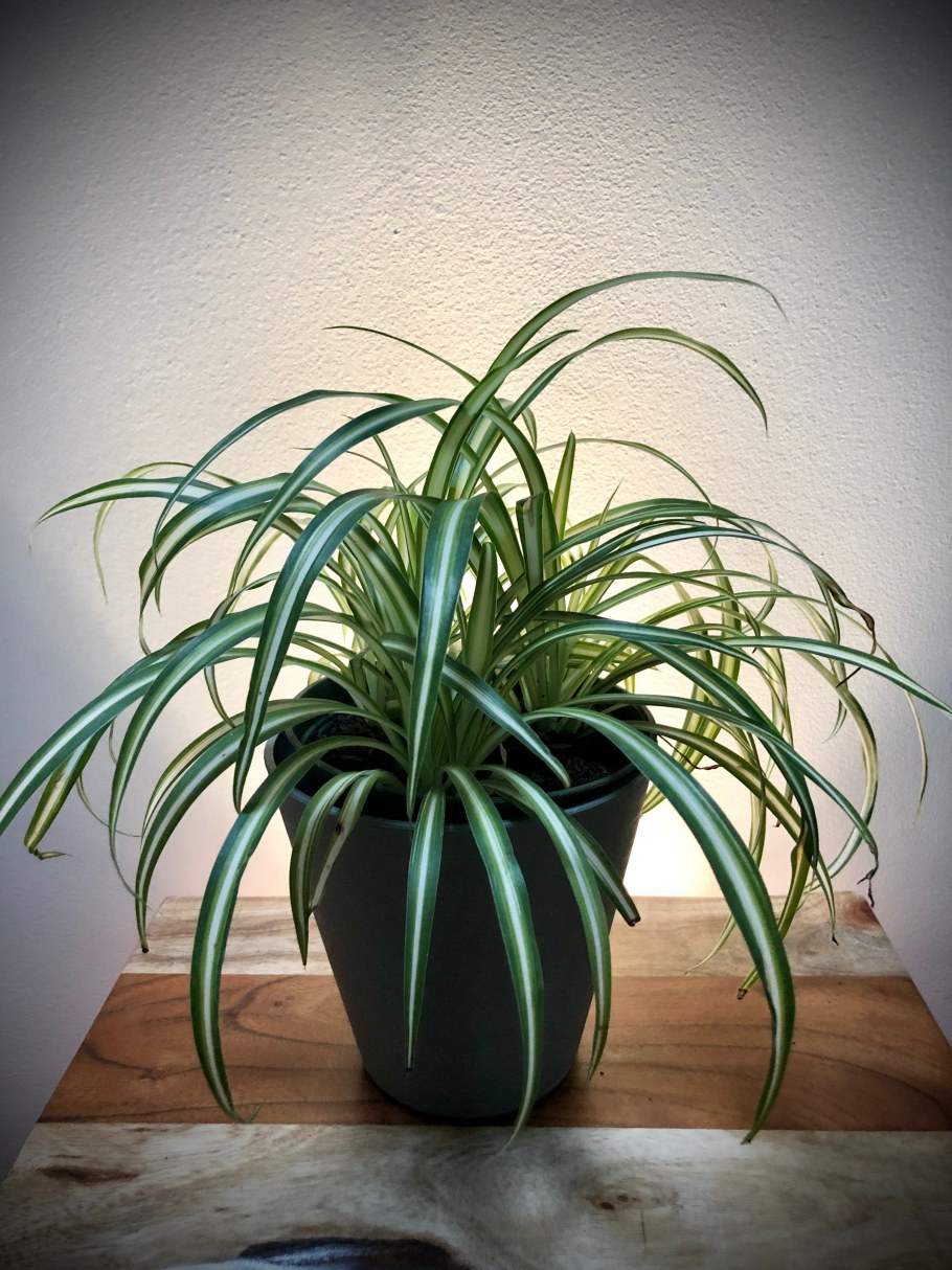 Хлорофитум в горшке