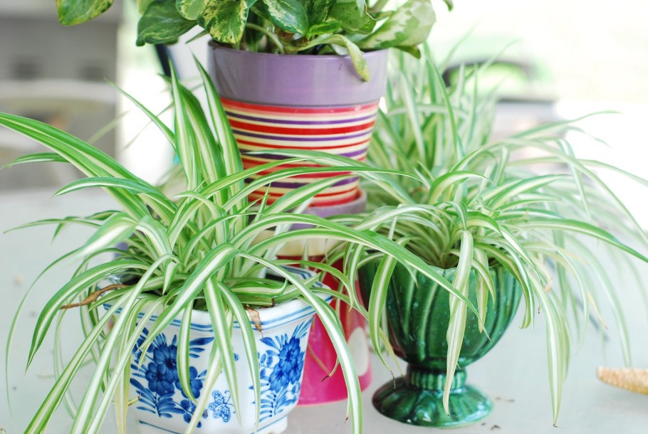 Традесканция и хлорофитум