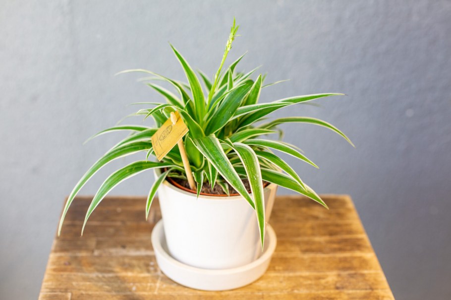 Кухонный цветок хлорофитум