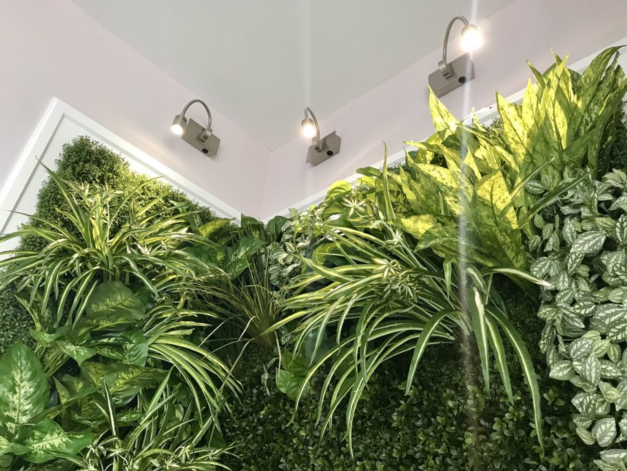 Хлорофитум оушен Бамбино