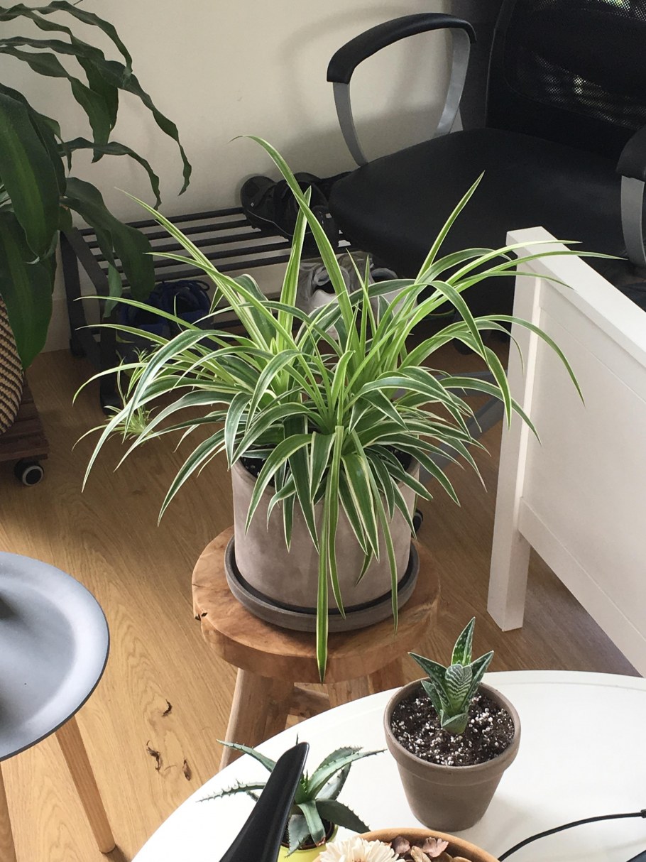 Нолина хлорофитум