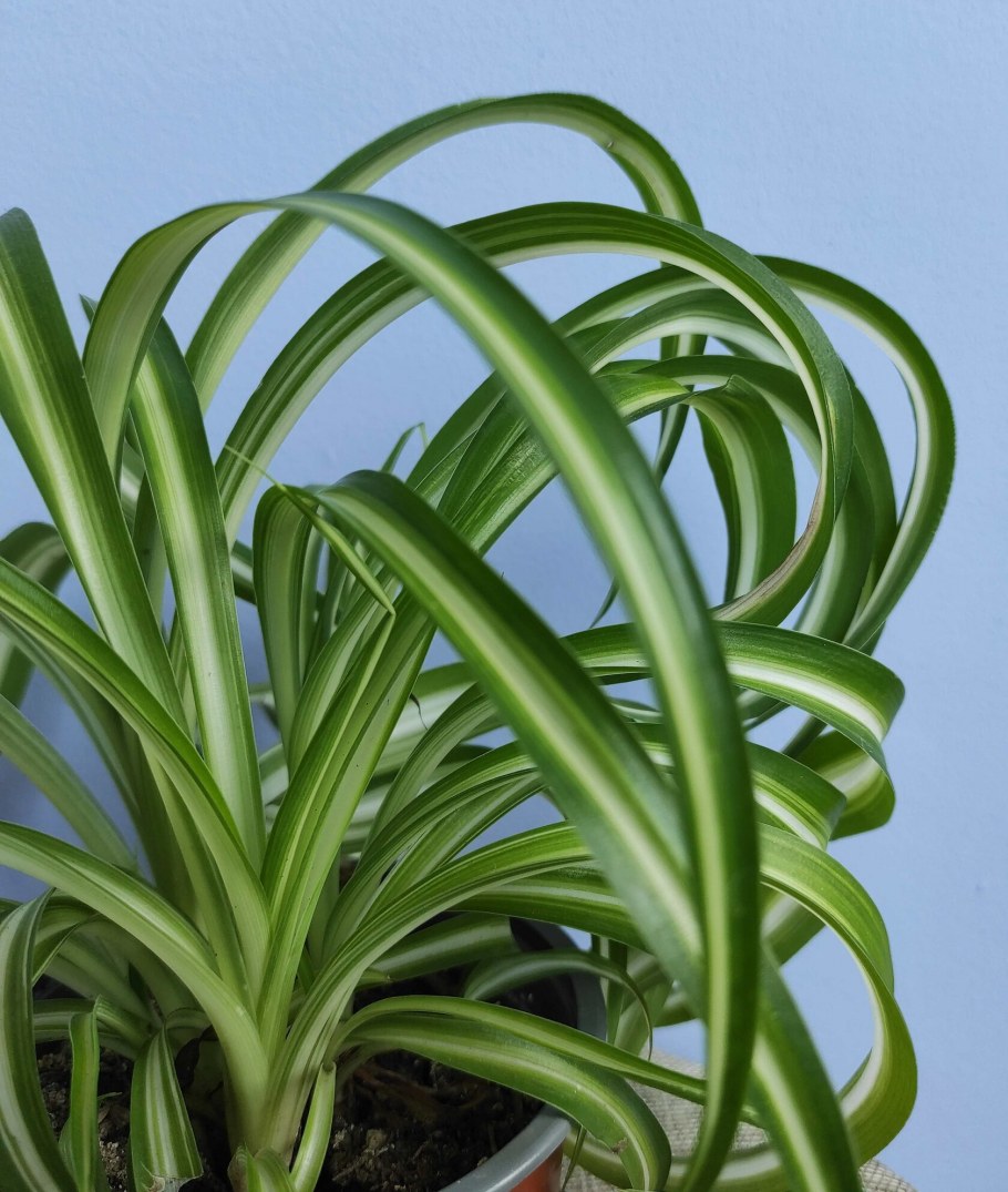 Хлорофитум карликовый