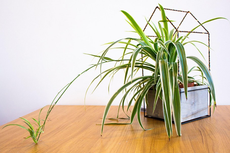 Хлорофитум цветет примета