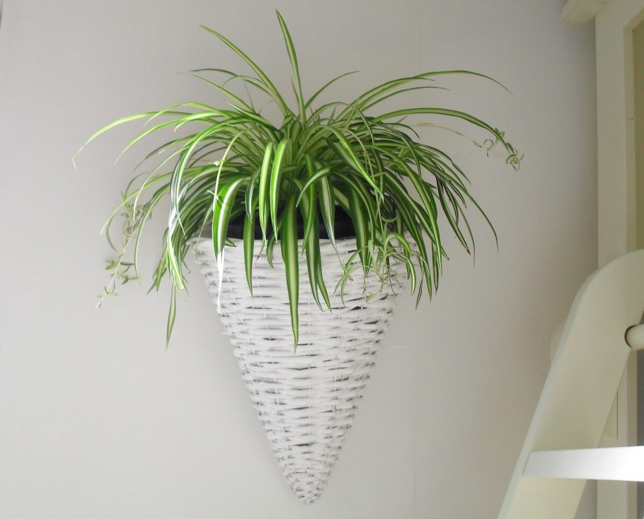 Chlorophytum comosum