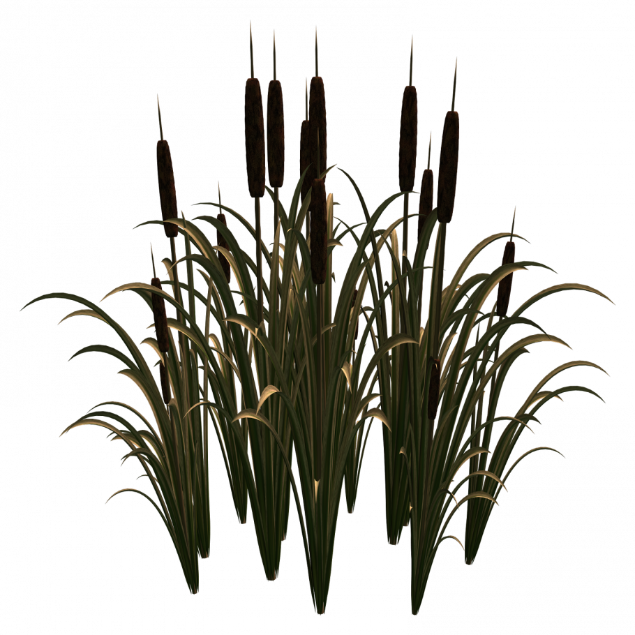 Рогоз широколистный