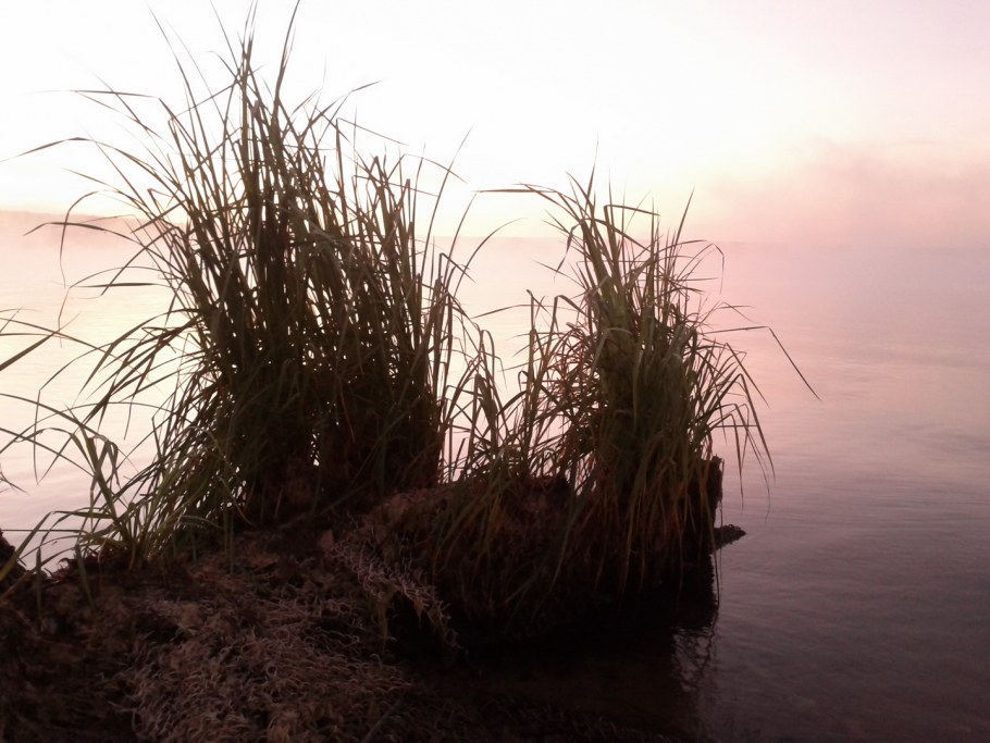 Сухоцветы Сканди стиль