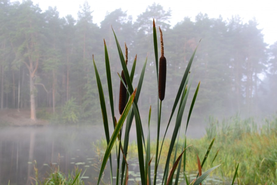 Фотозоны из натуральных материалов