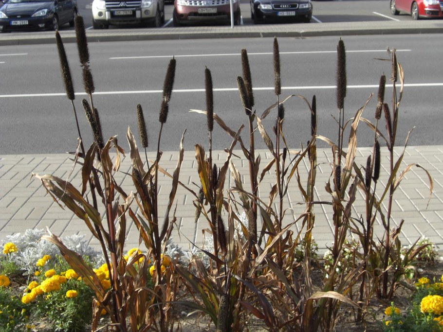 Белые камыши