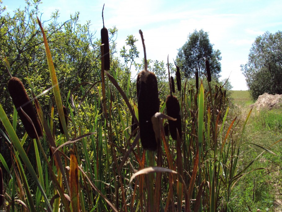 Хвощ камышовый