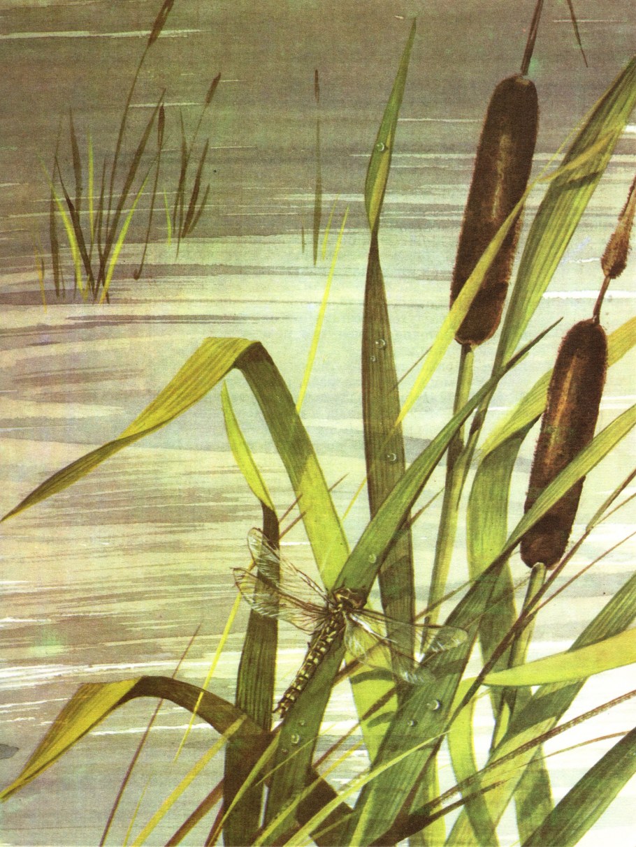 Камыш колхидский