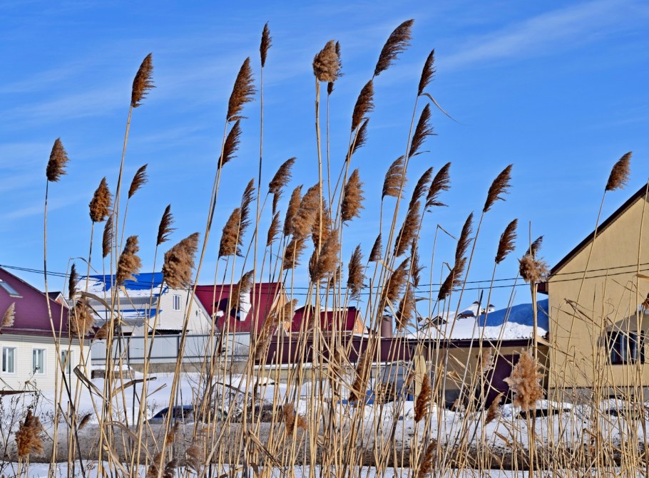 Сухоцветы в интерьере