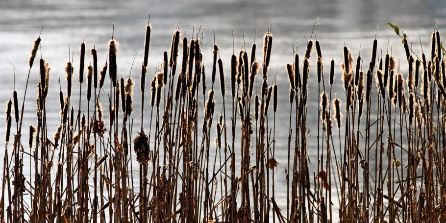 Растения пресного водоема камыш