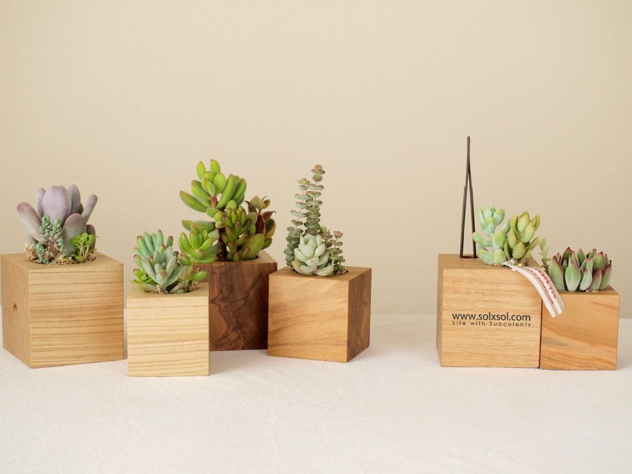 Цветок в деревянном горшке