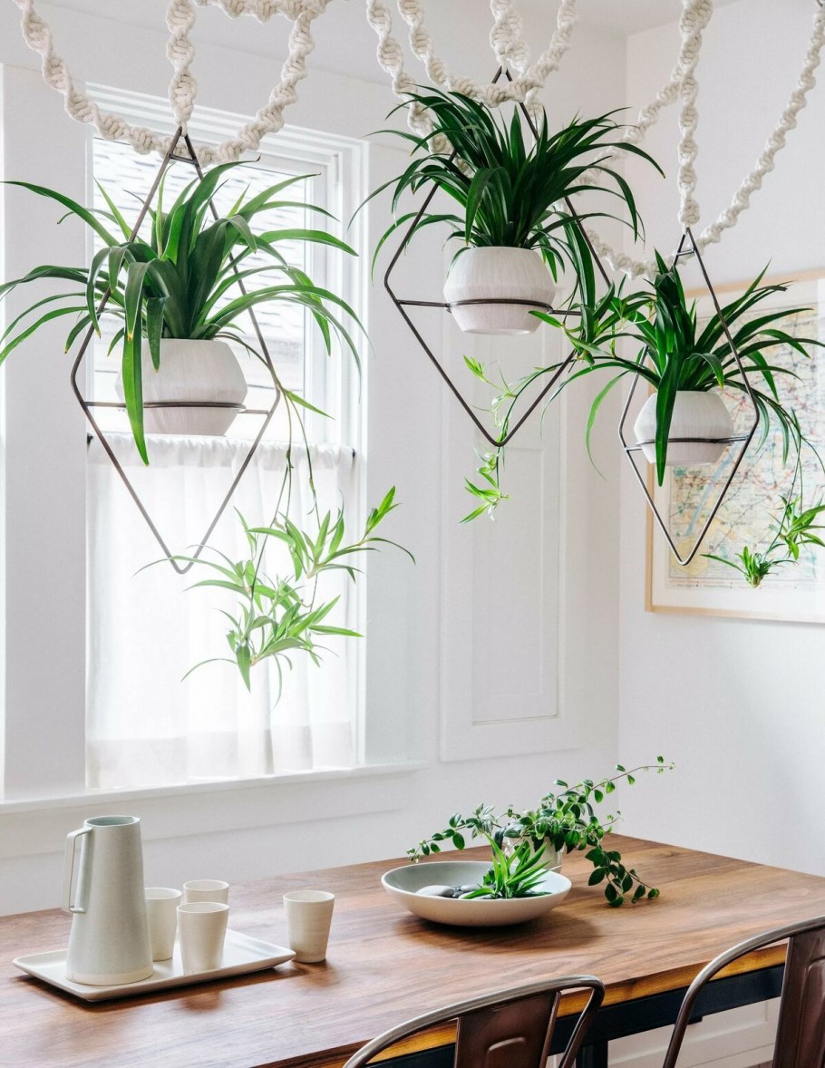 Хлорофитум Lechuza