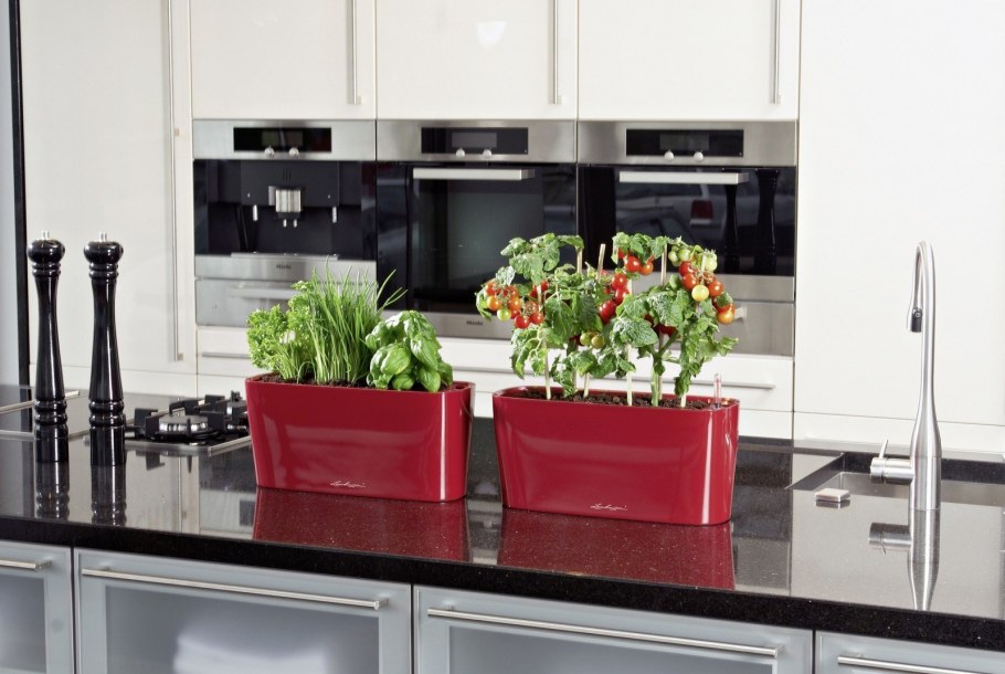 Растения в интерьере кухни
