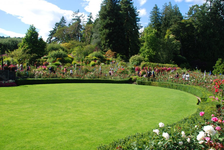 Цветы на лужайке картинки