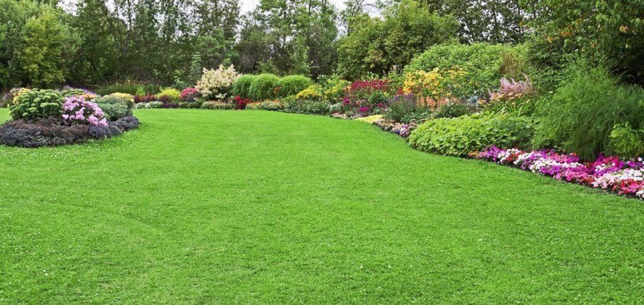 Растения в интерьере