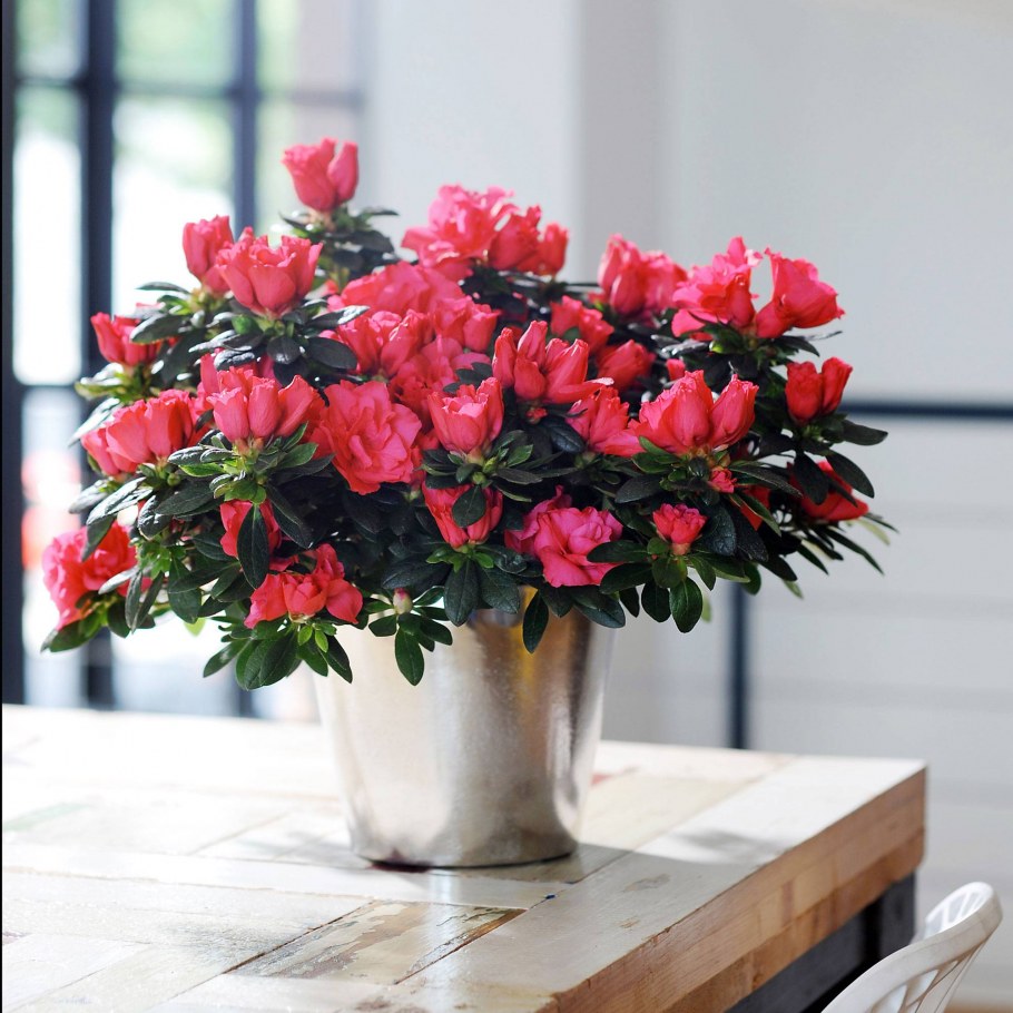 Азалия горшечная