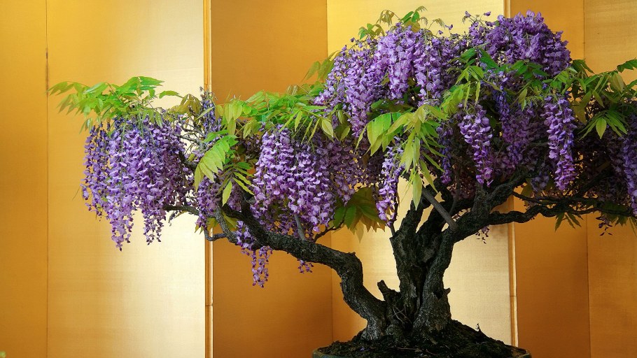 Глициния бонсай