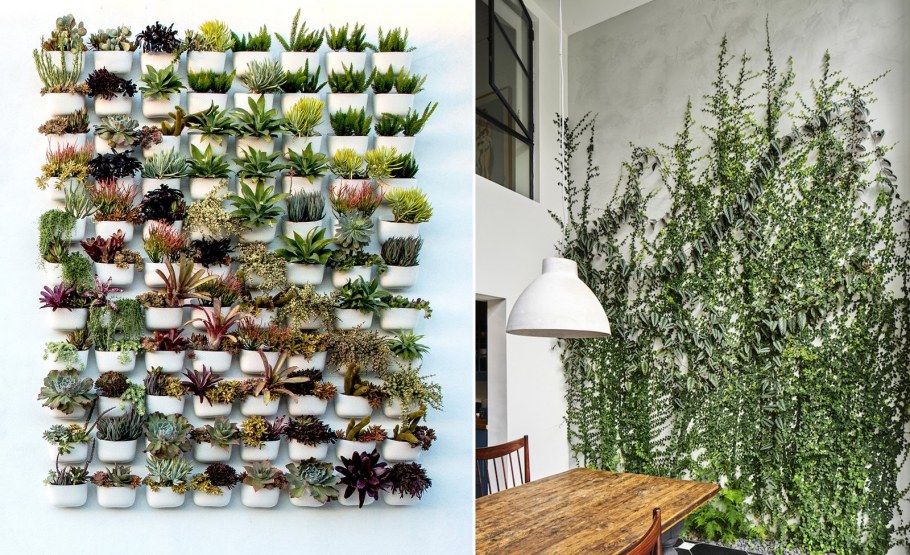 Фитостена Эпипремнум