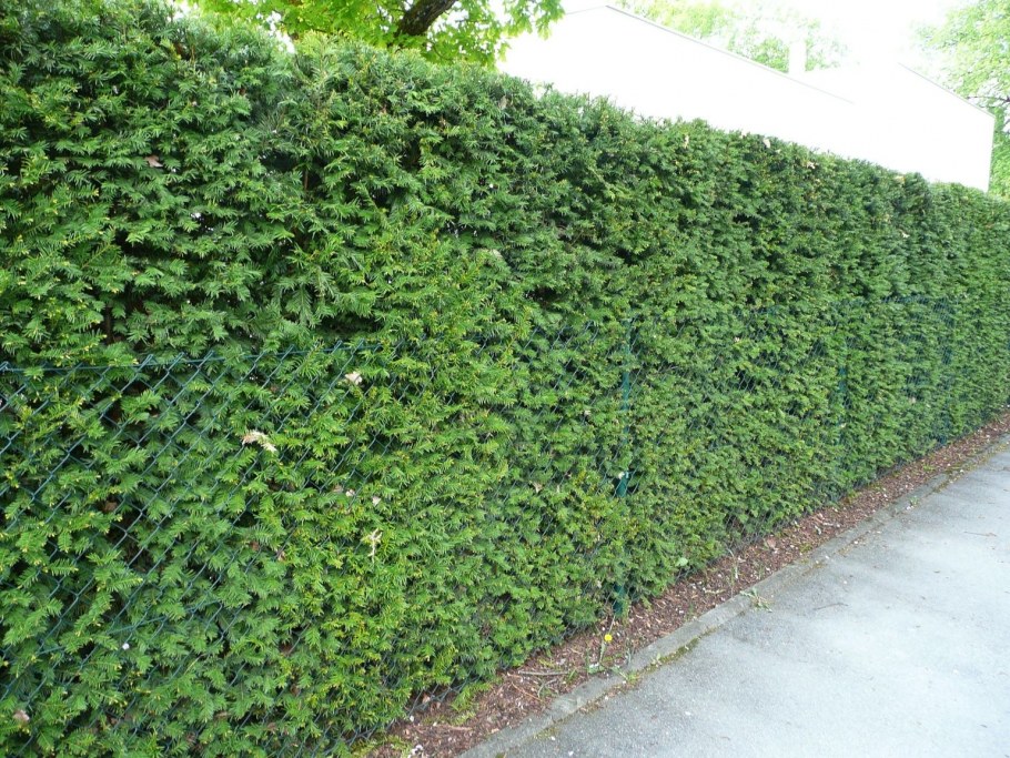 Карагач Живая изгородь