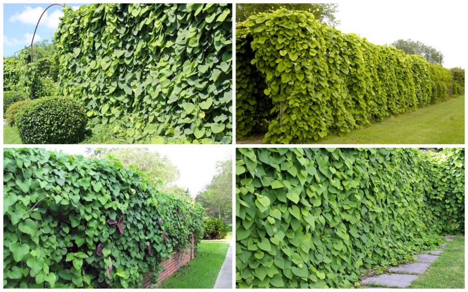 Бук Европейский Живая изгородь