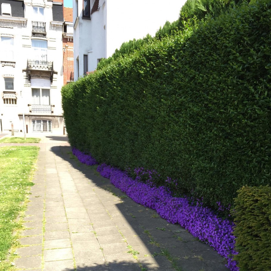 Свободнорастущая Живая изгородь