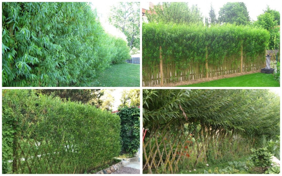 Куст кизильник Живая изгородь
