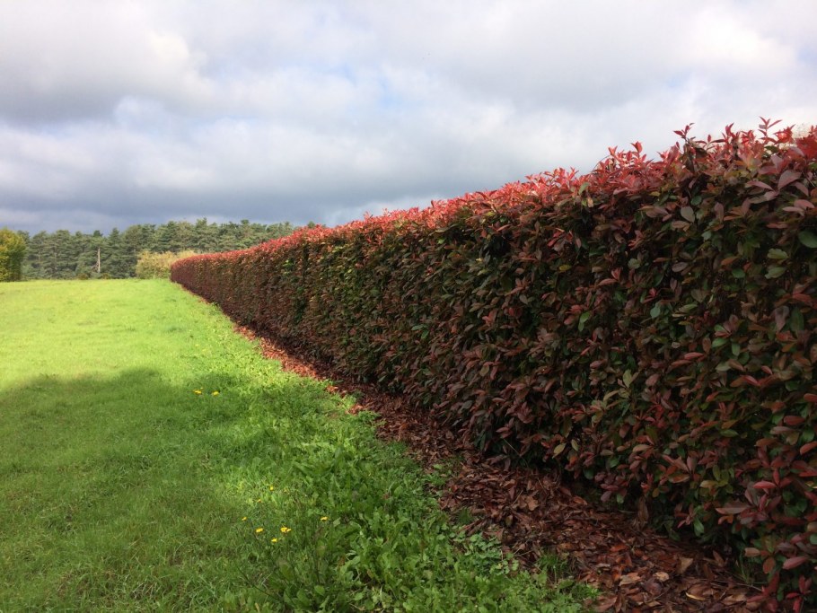 Живая изгородь из кустарников панорама