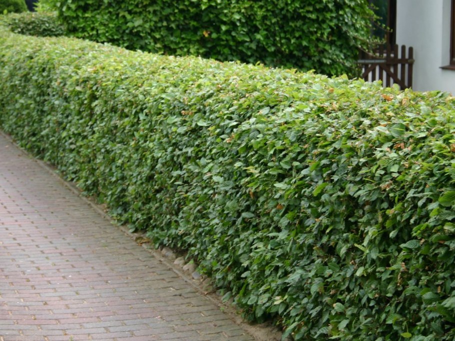 Голландский сад изгородь