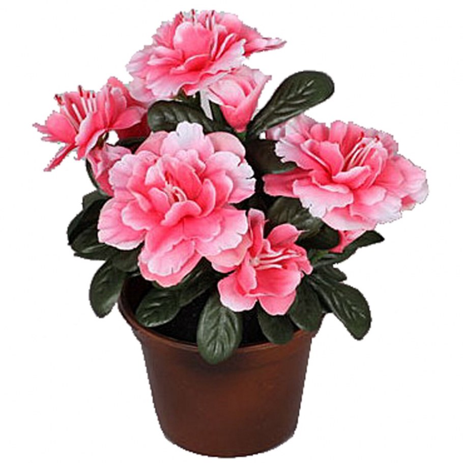 Азалия Индика розовая