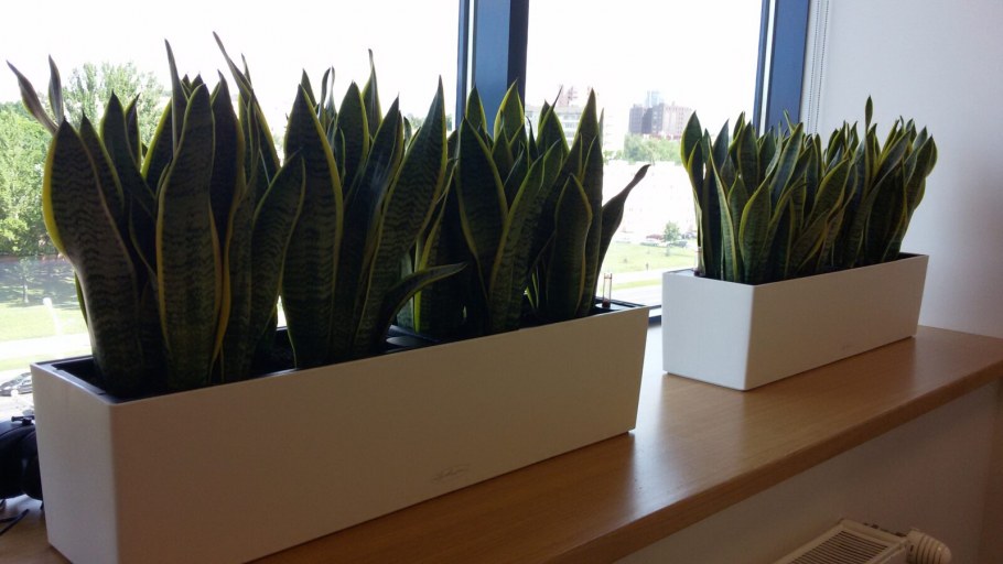 Тёщин язык цветок