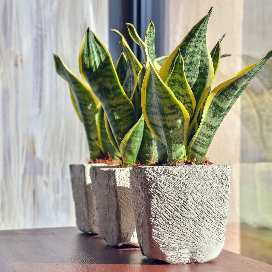 Sansevieria (Сансевиерия) Plants