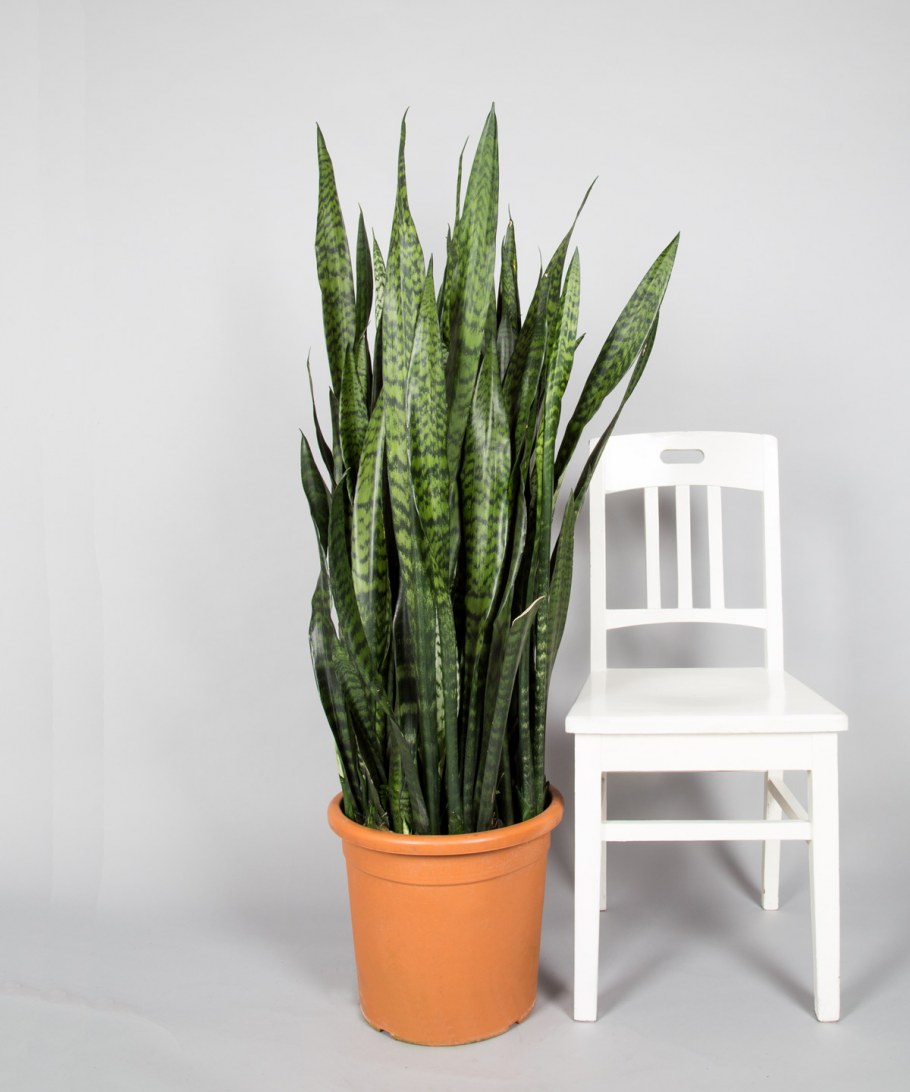 Замиокулькас и Сансевиерия в интерьере