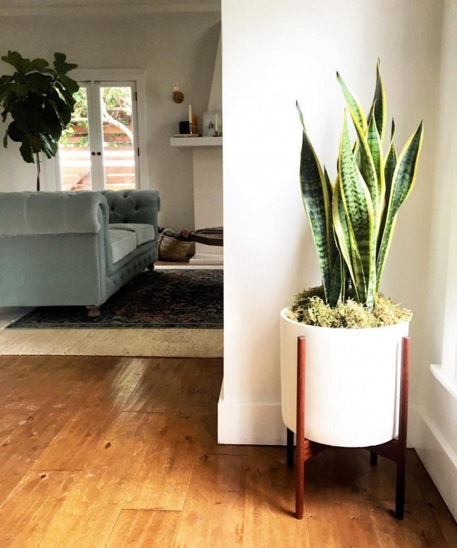 Сансевиерия Зейланика