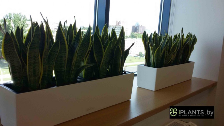 Сансевиерия фитодизайн