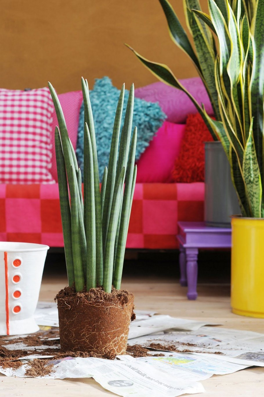 Сансевиерия Тещин язык щучий хвост