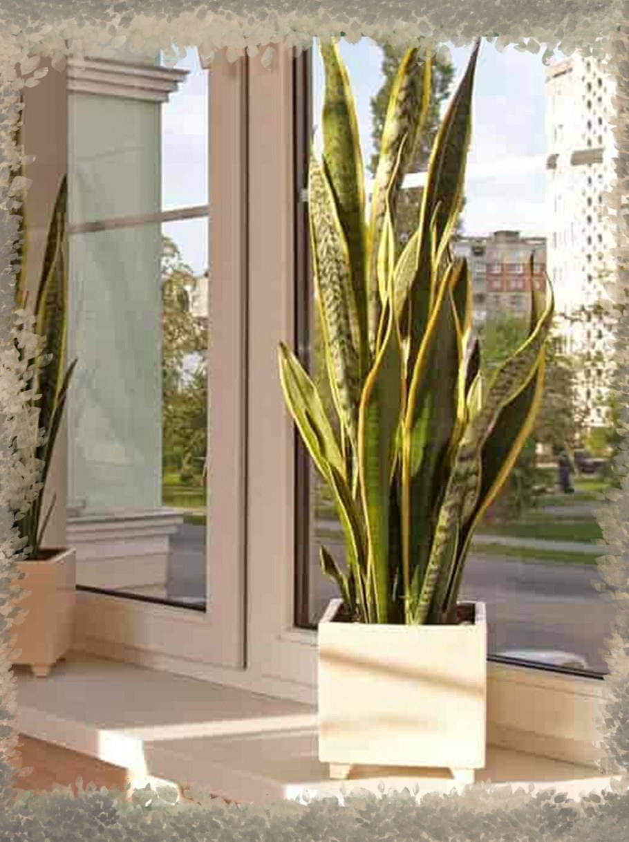 Замиокулькас и Сансевиерия в интерьере