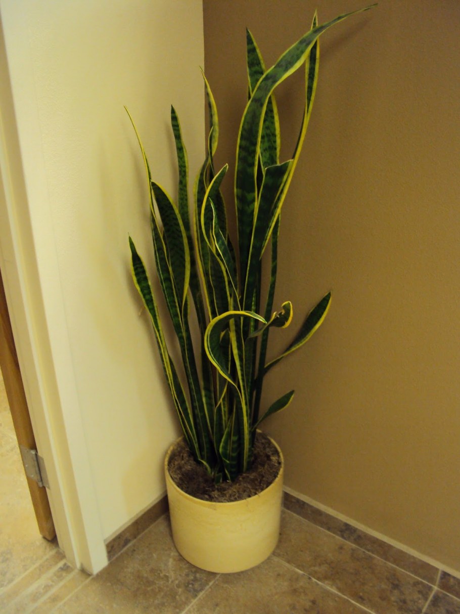 Сансевиерия круглолистная