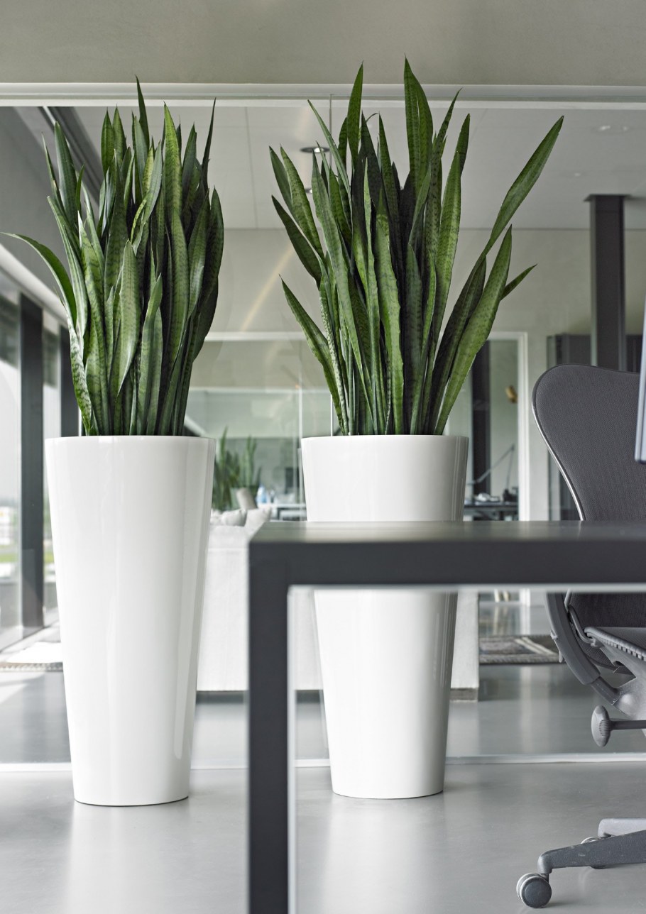 Сансевиерия белая