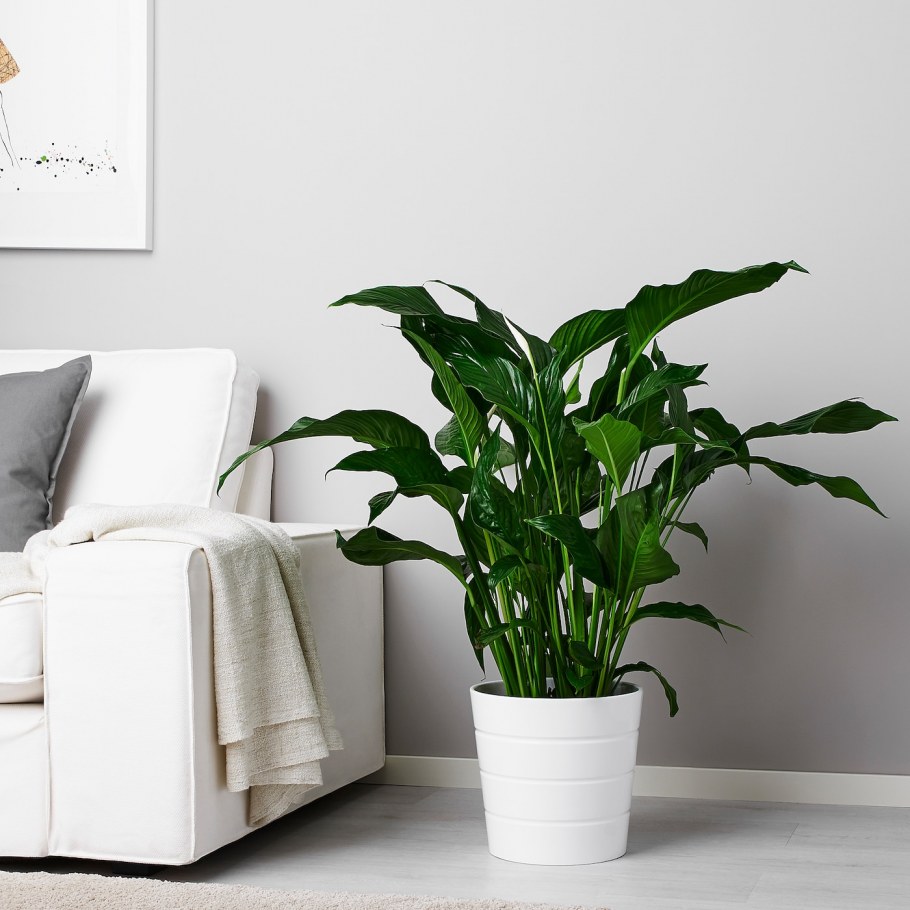Спатифиллум (Peace Lily)