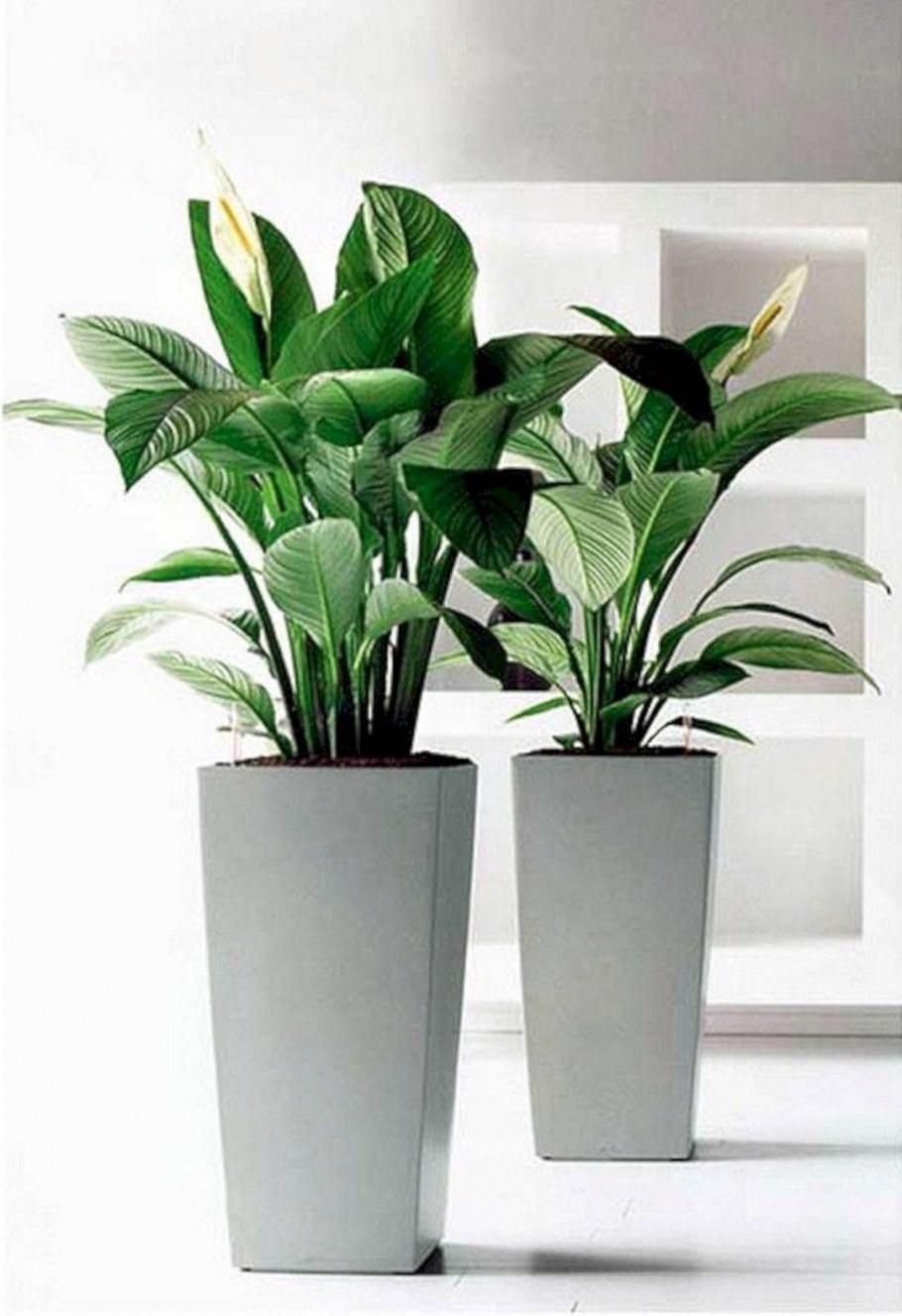 Спатифиллум + Lechuza