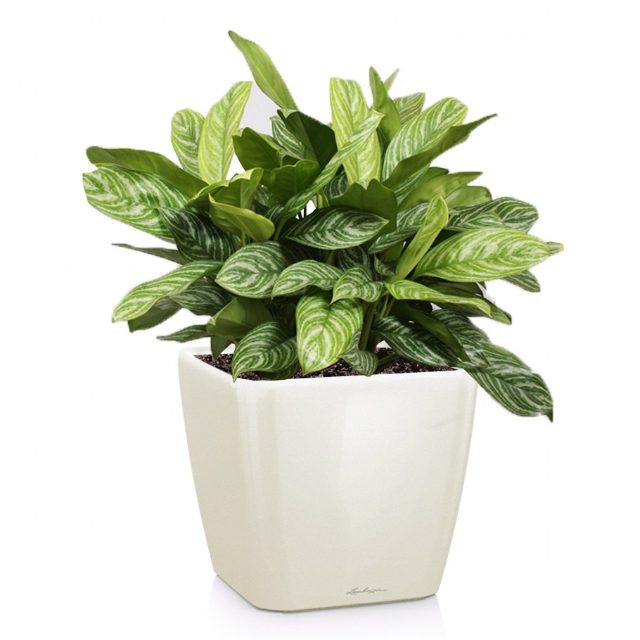 Аглаонема + Lechuza