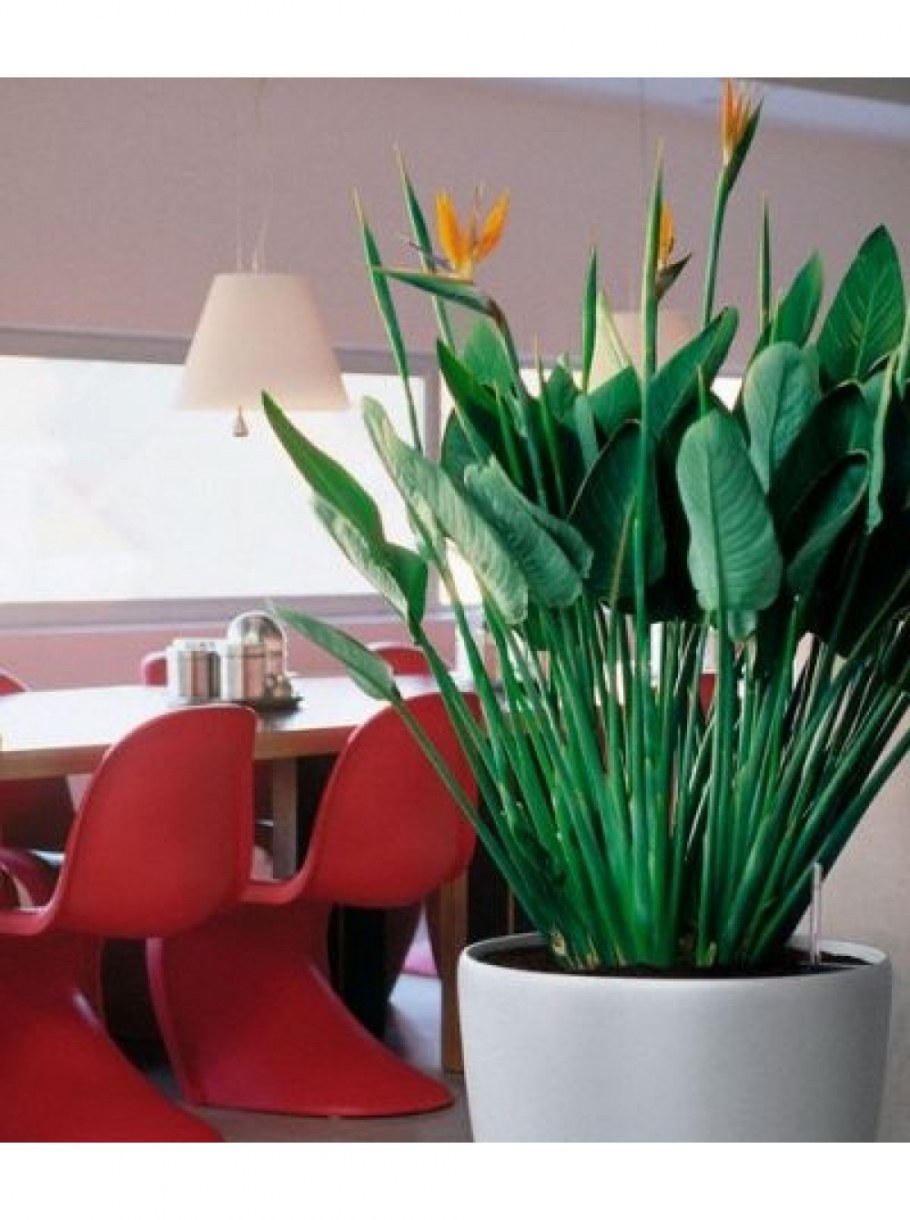 Стрелиция + Lechuza