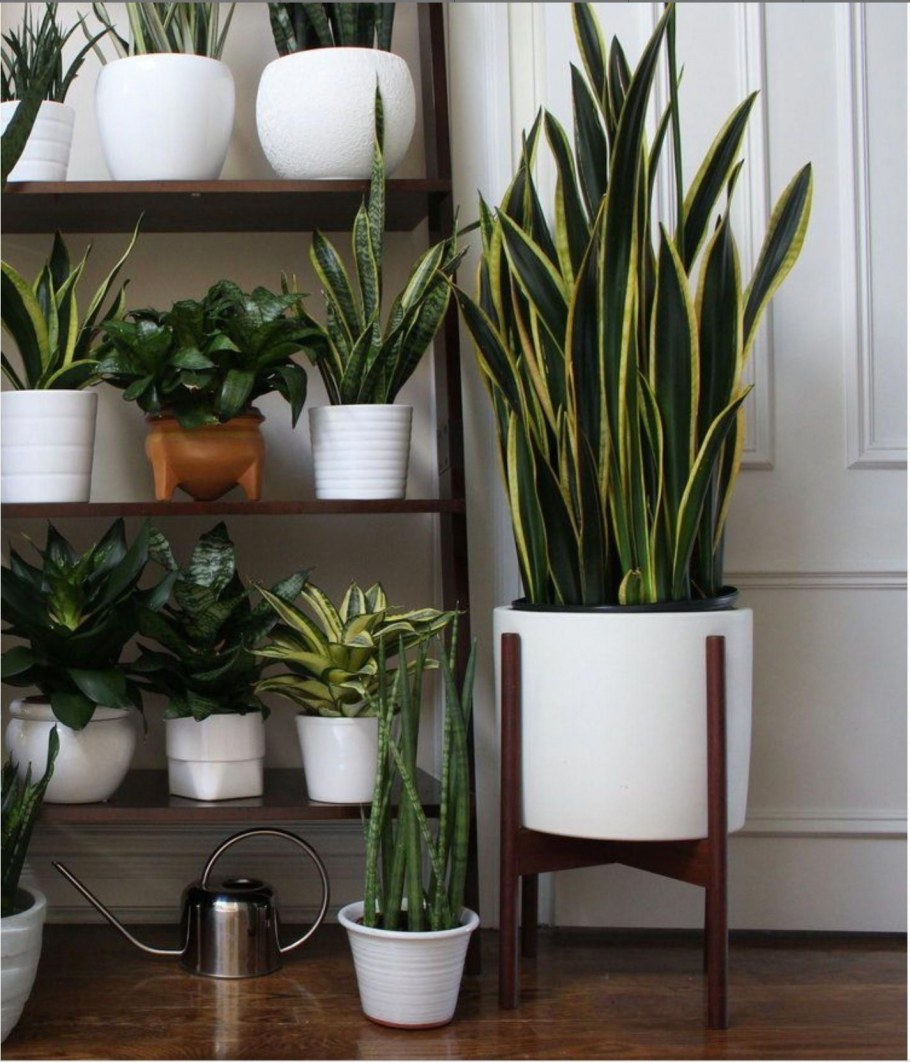 Юкка цветок комнатный